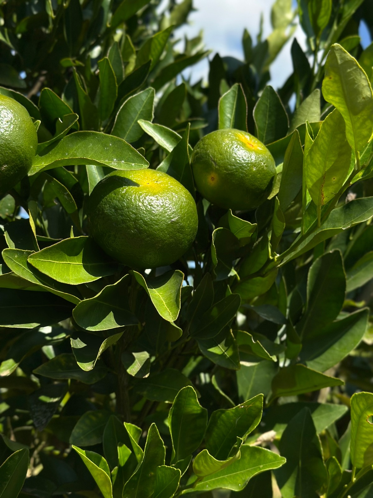 Frutos no pomar do S&iacute;tio Mayumi